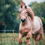 RG Happy Horse